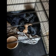 Cockapoo - Both