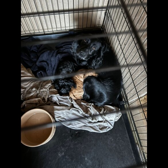 Cockapoo - Both