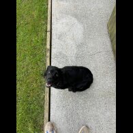 Cockapoo - Both