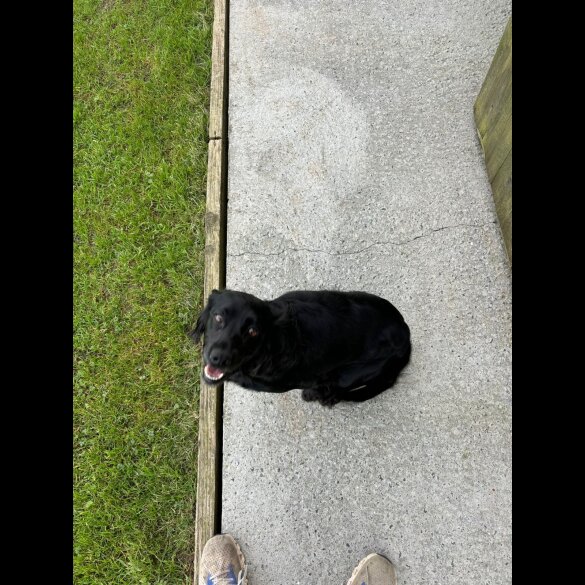 Cockapoo - Both