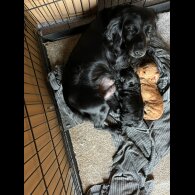 Cockapoo - Both