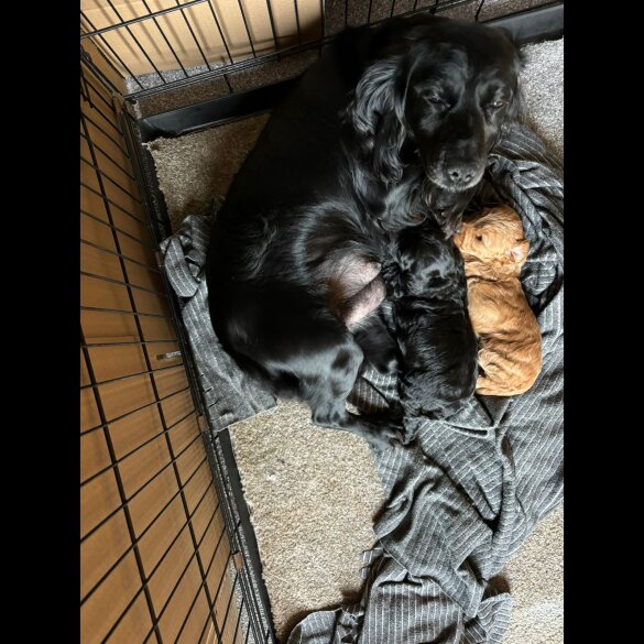 Cockapoo - Both