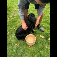 Cockapoo - Both