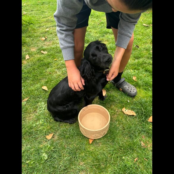 Cockapoo - Both