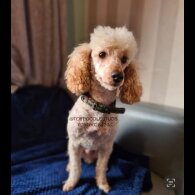 Cockapoo - Both