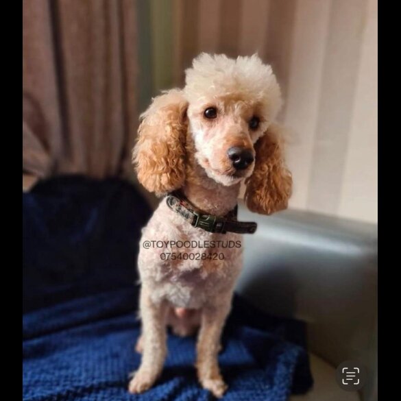 Cockapoo - Both