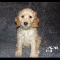Cockapoo - Both