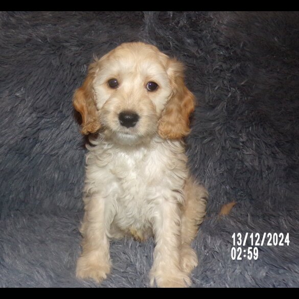 Cockapoo - Both