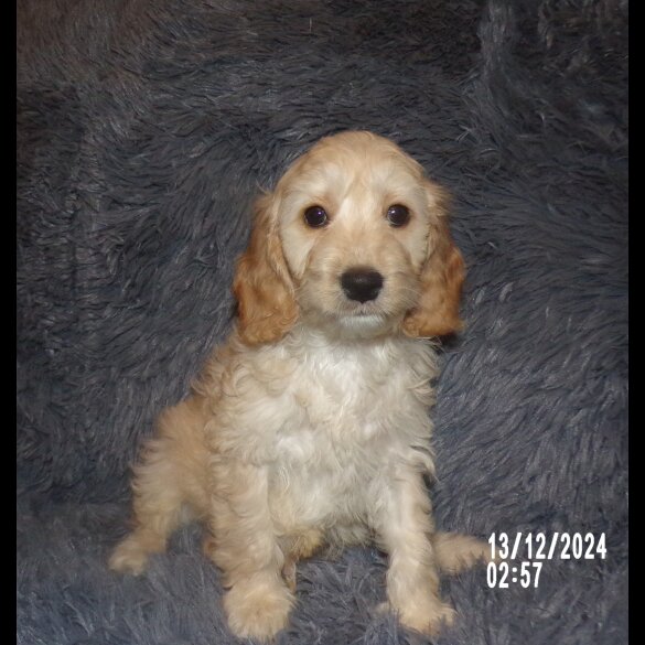 Cockapoo - Both