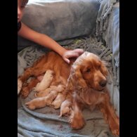 Cockapoo - Both