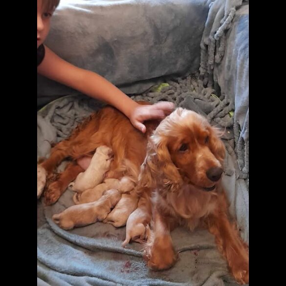 Cockapoo - Both