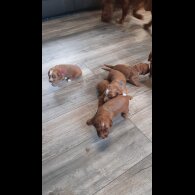 Cockapoo - Both