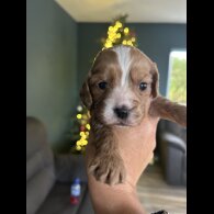 Cockapoo - Both