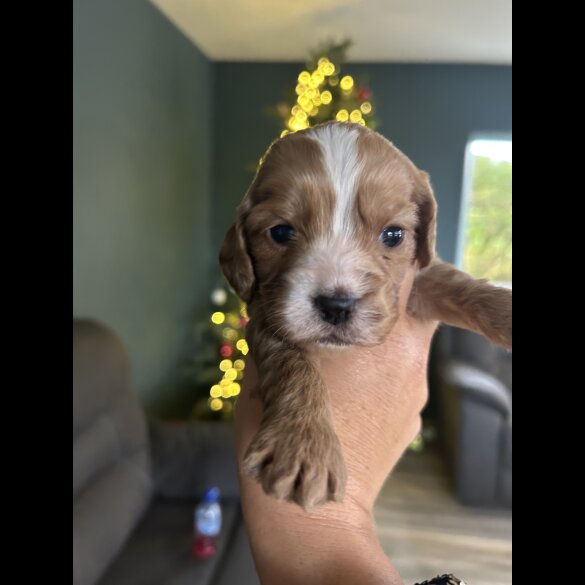 Cockapoo - Both