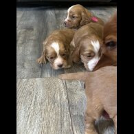 Cockapoo - Both