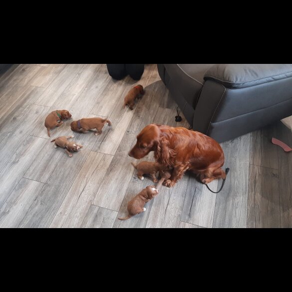 Cockapoo - Both