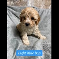 Cockapoo - Both