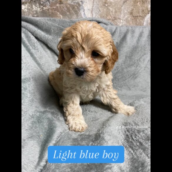 Cockapoo - Both