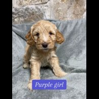 Cockapoo - Both