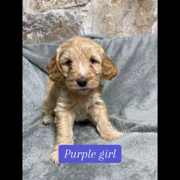 Cockapoo - Both