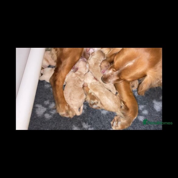 Cockapoo - Both