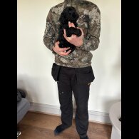 Cockapoo - Both