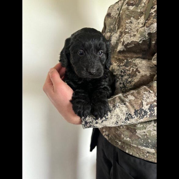 Cockapoo - Both
