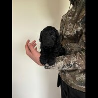 Cockapoo - Both