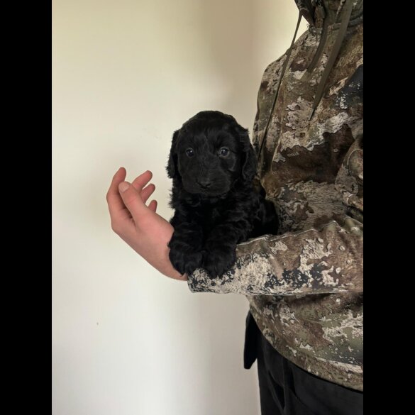 Cockapoo - Both