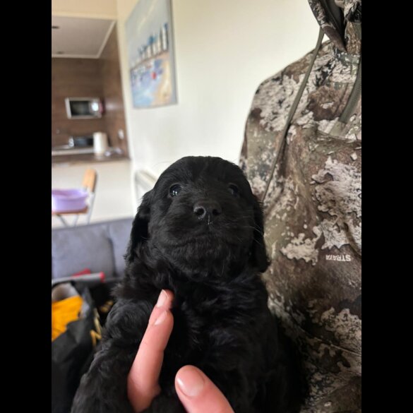Cockapoo - Both