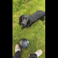 Cockapoo - Both
