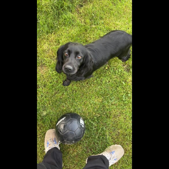 Cockapoo - Both