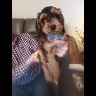 Cockapoo - Dogs