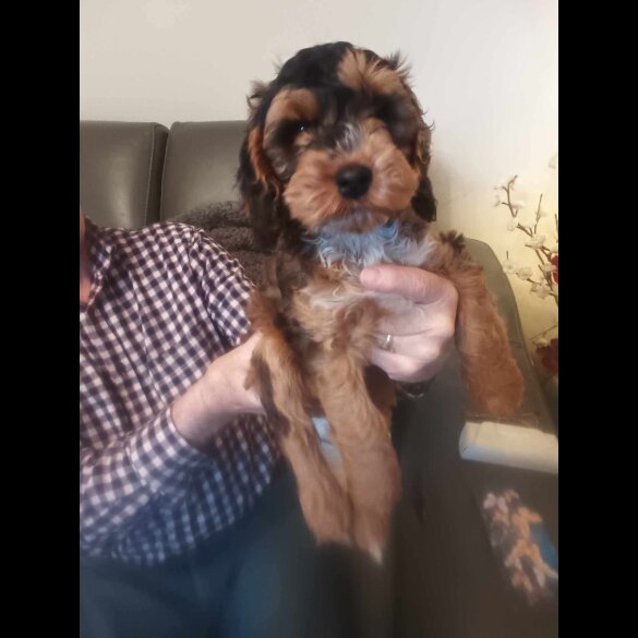 Cockapoo - Dogs