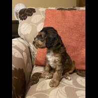 Cockapoo - Dogs