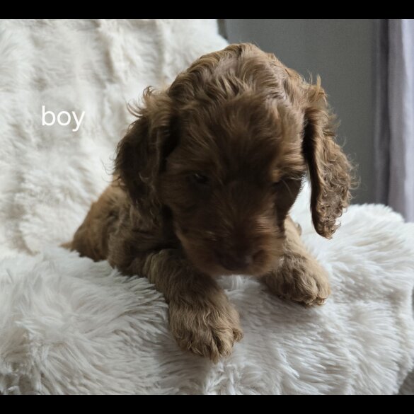 Cockapoo - Both