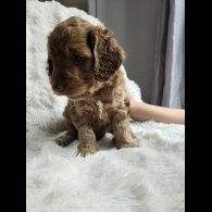 Cockapoo - Both