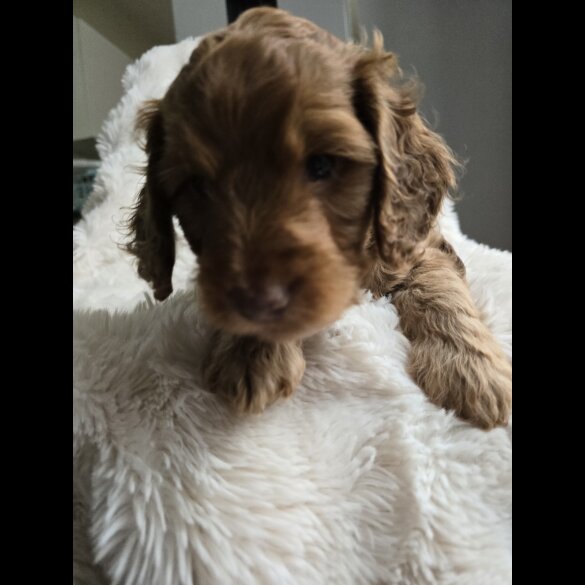 Cockapoo - Both