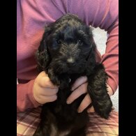 Cockapoo - Both