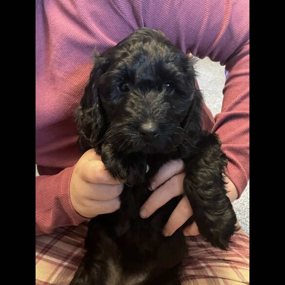 Cockapoo - Both