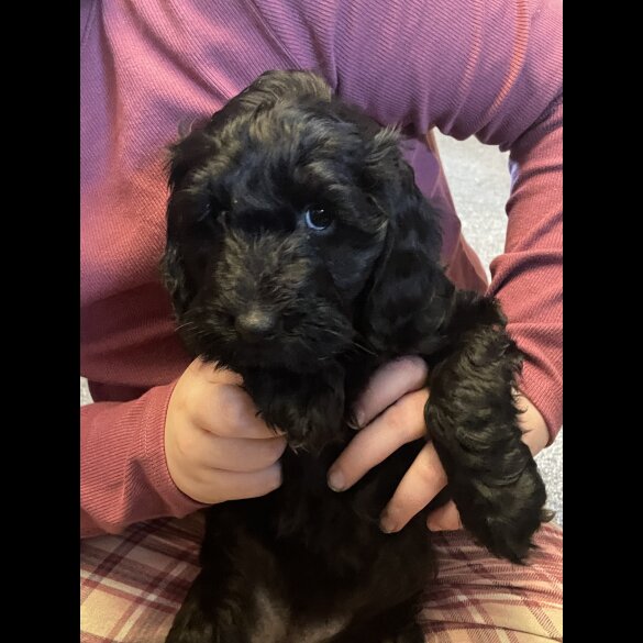 Cockapoo - Both