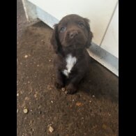 Cocker Spaniel (Working &amp; Show) - Both