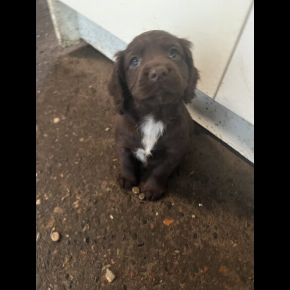 Cocker Spaniel (Working &amp; Show) - Both