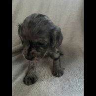 Cocker Spaniel (Working &amp; Show) - Both