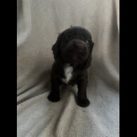 Cocker Spaniel (Working &amp; Show) - Both