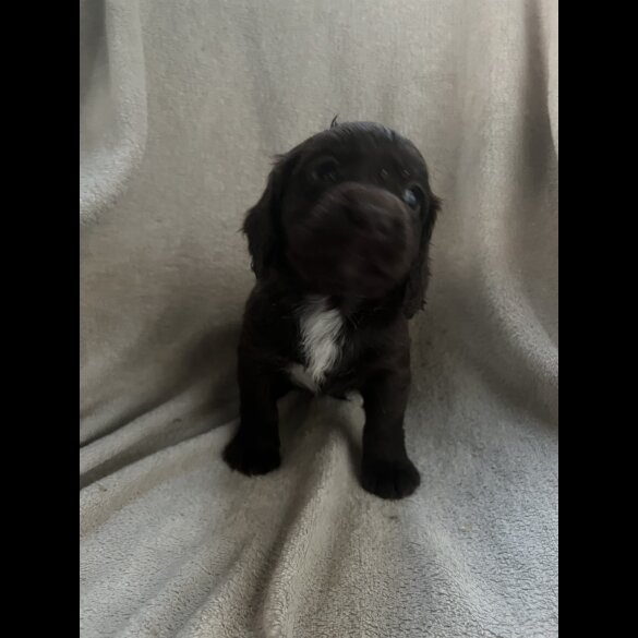 Cocker Spaniel (Working &amp; Show) - Both