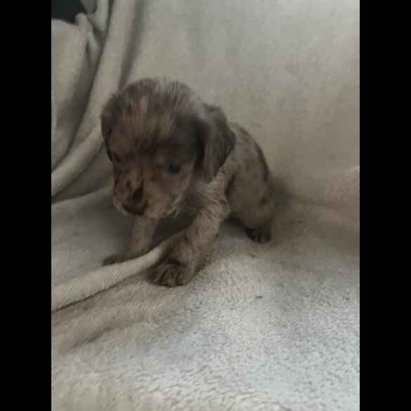 Cocker Spaniel (Working &amp; Show) - Both