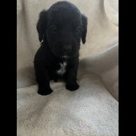 Cocker Spaniel (Working &amp; Show) - Both