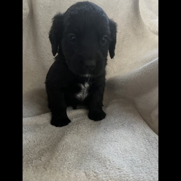 Cocker Spaniel (Working &amp; Show) - Both