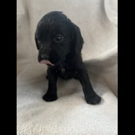 Cocker Spaniel (Working &amp; Show) - Both